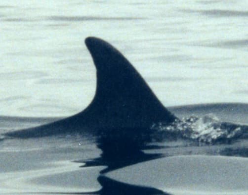 Left Dorsal Fin