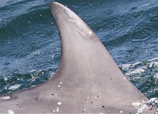 Left Dorsal Fin