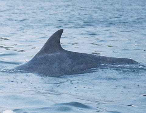 Left Dorsal Fin