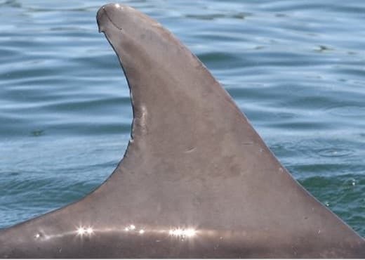Left Dorsal Fin