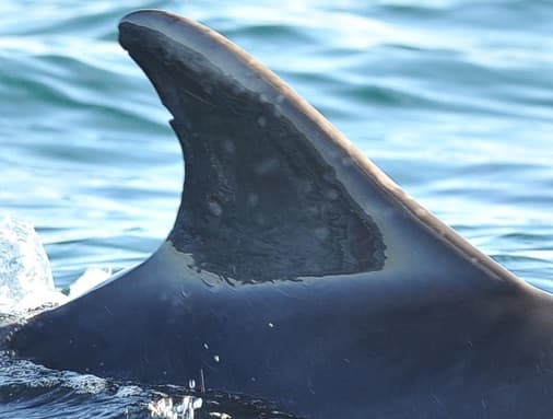 Left Dorsal Fin