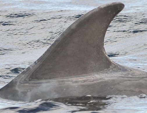 Left Dorsal Fin