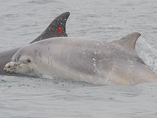 General photo of Hook