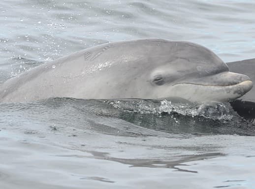 General photo of Great Dane