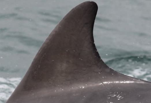 Left Dorsal Fin