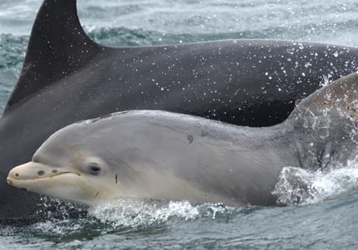 General photo of Shakira