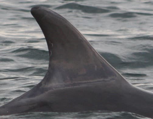 Left Dorsal Fin