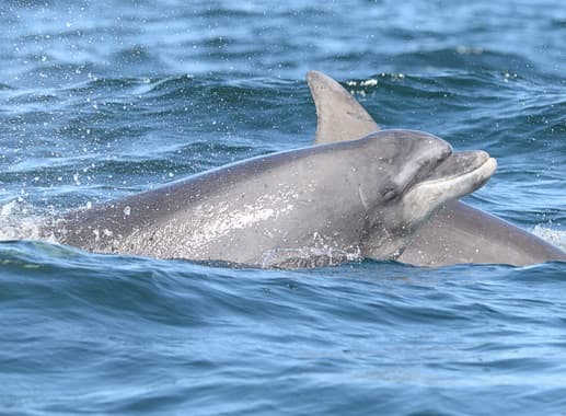 General photo of Ava