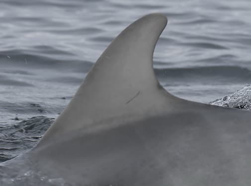 Left Dorsal Fin