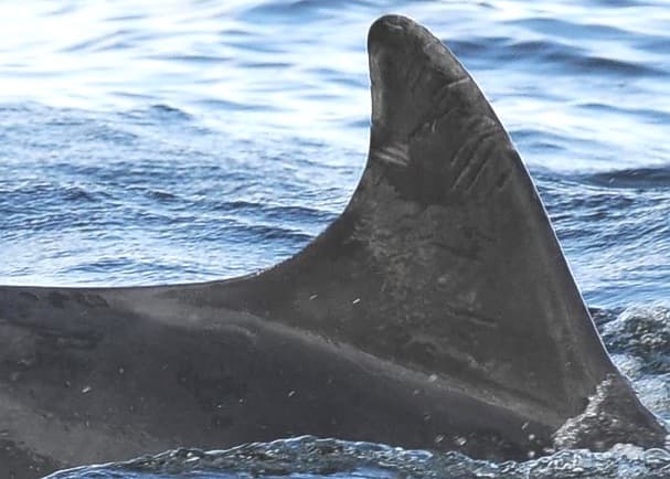 Left Dorsal Fin