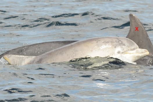 General photo of Vegan