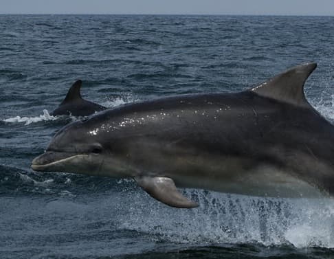 General photo of Jeeves