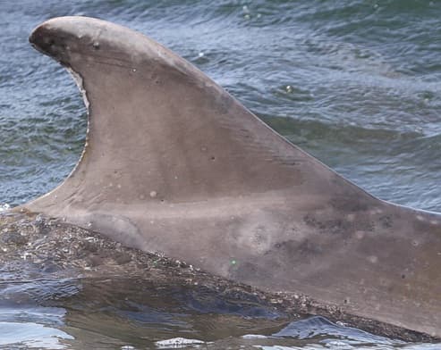 Left Dorsal Fin