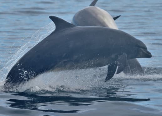 General photo of Sparks