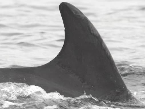 Left Dorsal Fin