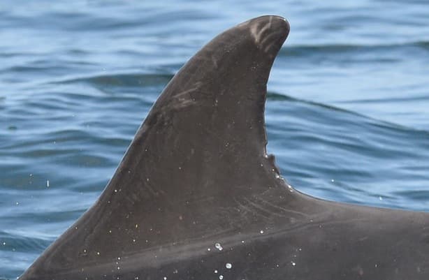 Left Dorsal Fin