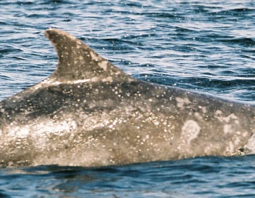 Left Dorsal Fin