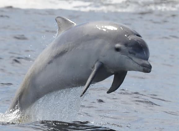 General photo of Jura