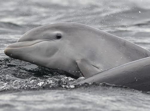 General photo of Pride