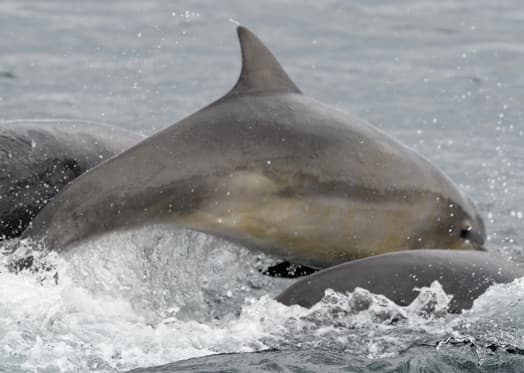 General photo of Great Dane