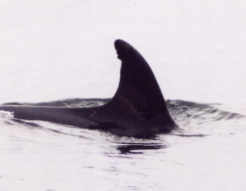 Left Dorsal Fin