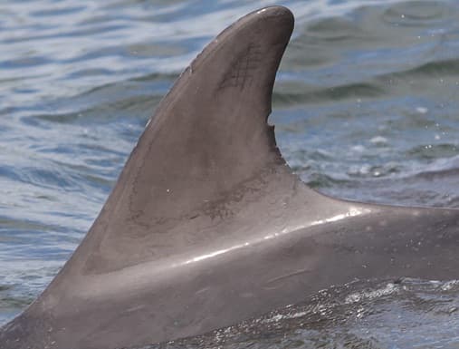 Left Dorsal Fin