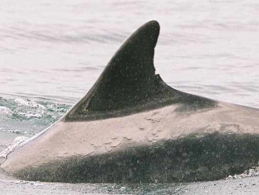 Left Dorsal Fin