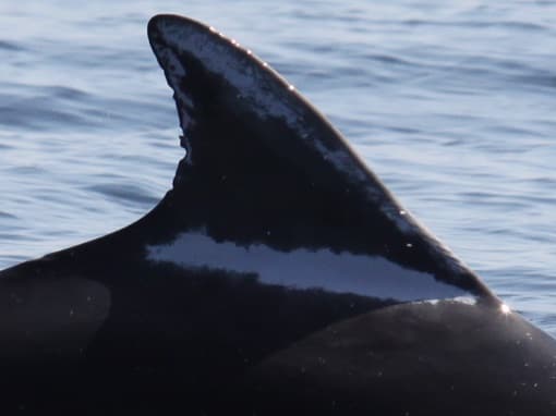 Left Dorsal Fin