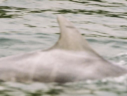 Left Dorsal Fin