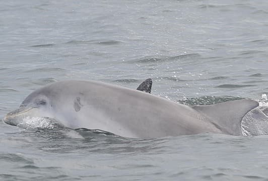 General photo of Kirby