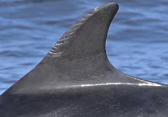 Left Dorsal Fin