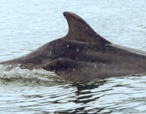 Left Dorsal Fin
