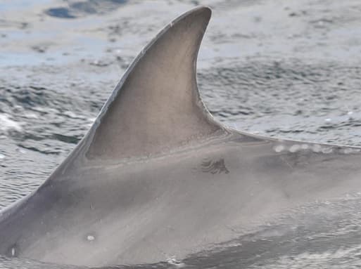Left Dorsal Fin