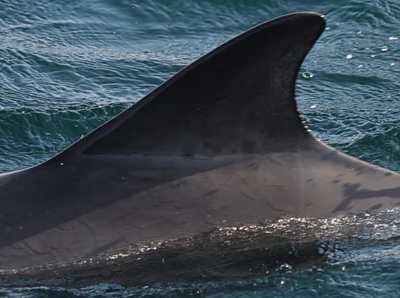 Left Dorsal Fin