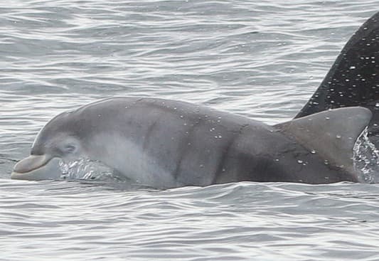 General photo of Rolex