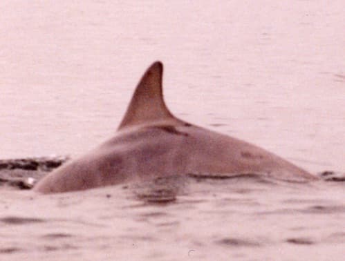 Left Dorsal Fin