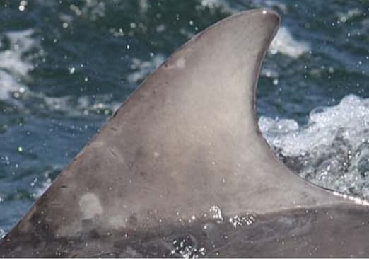 Left Dorsal Fin