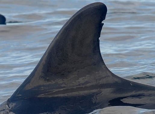 Left Dorsal Fin