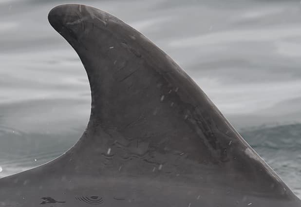 Left Dorsal Fin