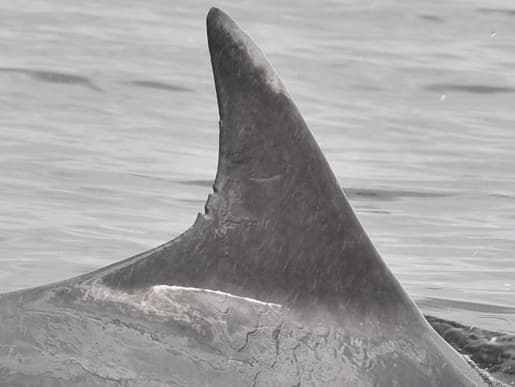 Left Dorsal Fin