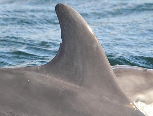 Left Dorsal Fin