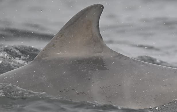 Left Dorsal Fin