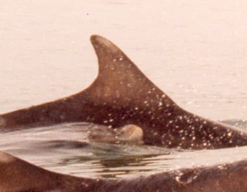 Left Dorsal Fin