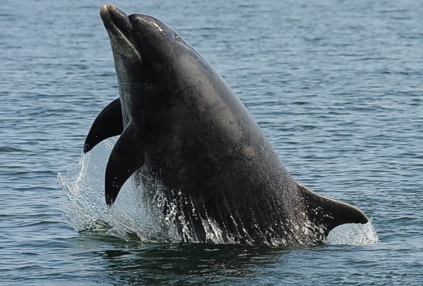 General photo of Talisman