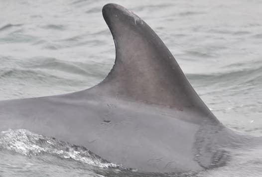 Left Dorsal Fin