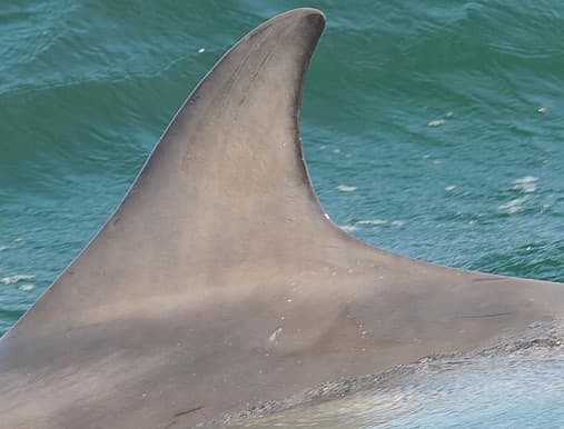 Left Dorsal Fin