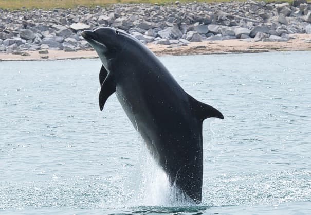 General photo of Trixie