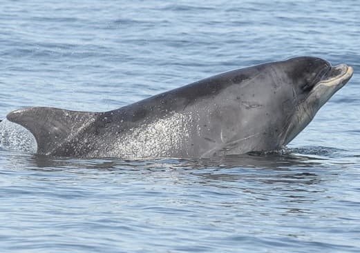 General photo of Muddy