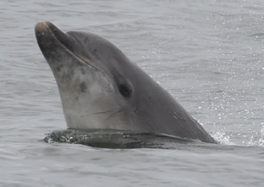 General photo of Lumma