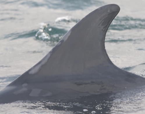 Left Dorsal Fin